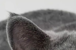 猫对含有不同有机基质饲养的黑水虻幼虫的猫粮消化率和适口性评价