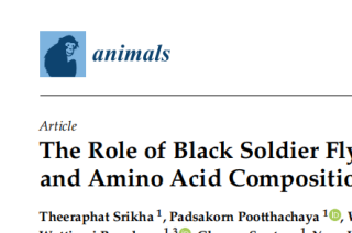 【前沿分享】黑水虻幼虫在优化泰国本土鸡生产性能及氨基酸组成中的作用