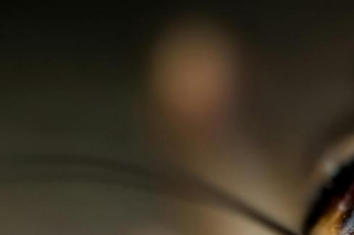 评估黑水虻幼虫在泰国可持续蟋蟀农场中促进粮食生产的性价比